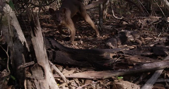 Wandering fossa in Madagascar, slow motion