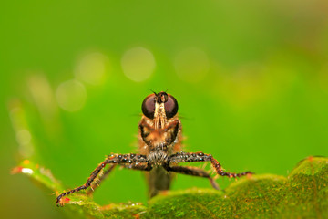 tabanidae insect prey on aphids