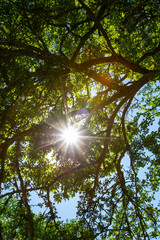 Obraz premium Sun Shining Through the Trees