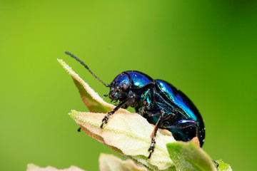 beetle on green leaf