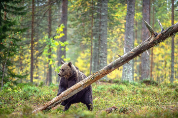 Brown bear standing on his hind legs in the autumn forest among white flowers. Front view. Natural Habitat. Brown bear, scientific name: Ursus arctos. Summer season.