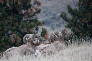 Bachelor Group