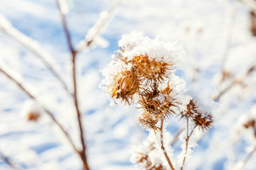 Frosty burdock grass in snowy forest, cold weather in sunny morning. Tranquil winter nature in sunlight. Inspirational natural winter garden, park. Peaceful cool ecology landscape background