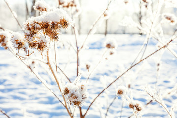 Frosty burdock grass in snowy forest, cold weather in sunny morning. Tranquil winter nature in sunlight. Inspirational natural winter garden, park. Peaceful cool ecology landscape background