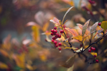 branch with red berries and golden autumn foliage