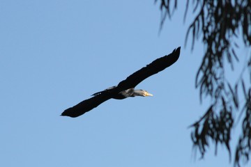 Animal sauvage en liberté en Australie