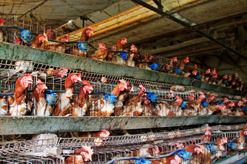 Many layers hens in the farm, China rural
