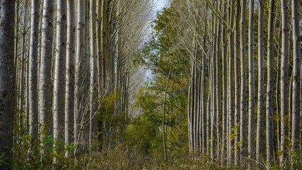 Alignements d'arbres