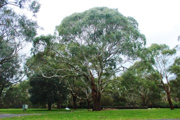 paysage et végétation nature en plein air en Australie