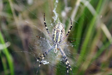 Yellow-black spider in her spiderweb (Argiope bruennichi)