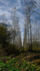 Alignements d'arbres