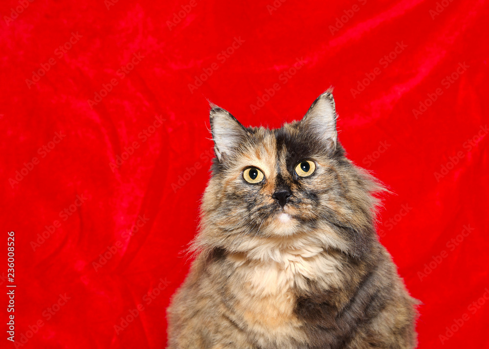 Wall mural Portrait of one very obese long haired tortoiseshell cat looking directly at viewer, red velvet holiday theme background with copy space.