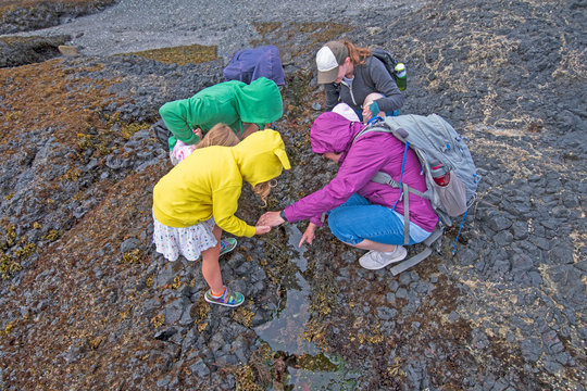 Family exploring the Tidepools at Low Tide