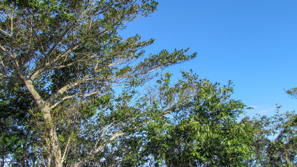 Beautiful blue sky in the middle of the trees