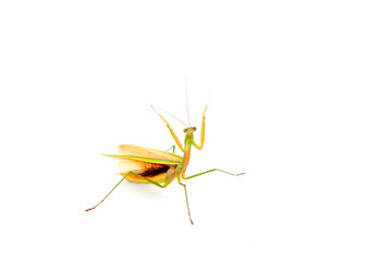 Mantis in white background