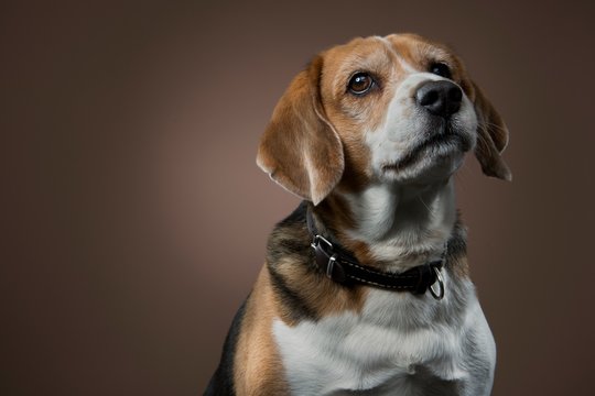 Beagle portrait