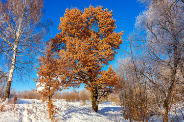 Frosty trees in snowy forest, cold weather in sunny morning. Tranquil winter nature in sunlight. Inspirational natural winter garden or park. Peaceful cool ecology nature landscape background