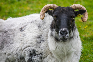 Sheep on Achill Island in Ireland