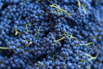 Syrah grapes at harvest, DA Ranch, Verde Valley Wine Trail, Arizona