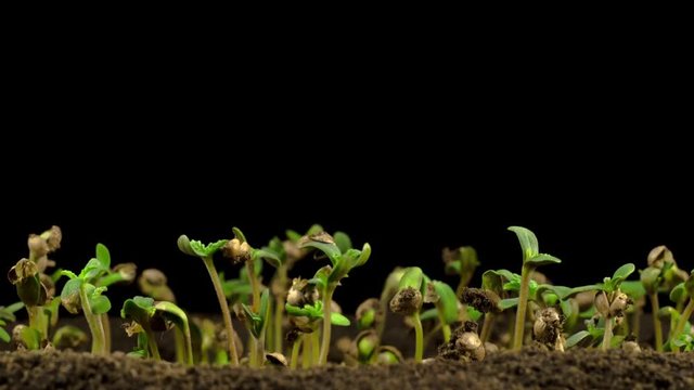 Marijuana Plant Growing on a Black Background. Time Lapse. 4K. 