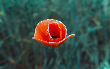 wild poppy flower at sunset