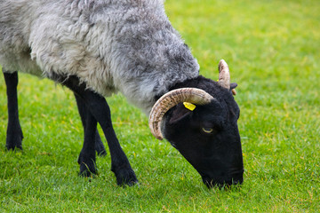 Sheep on Achill Island in Ireland