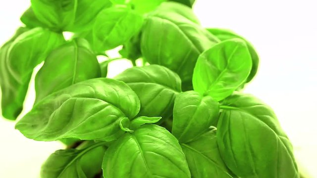 Basil Plant Closeup 