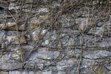 Wall and Branches Texture