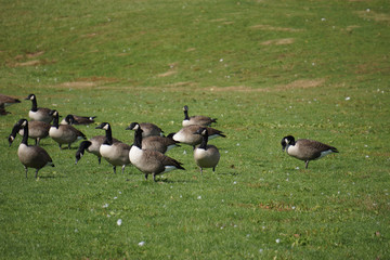 Canadian geese