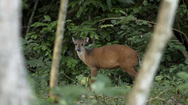 Red Duiker, small Antelope in Mozambique.