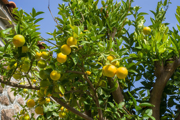Orangenbaum