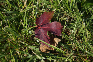 Redleaf on the grass