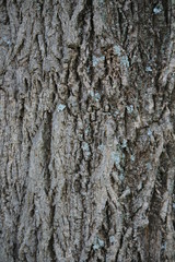 texture, wood