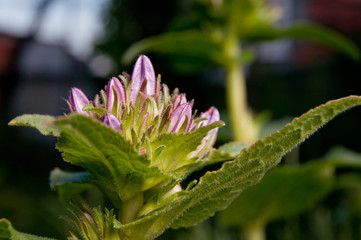 Obraz premium flower close up