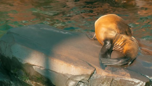 Cute sea lion relaxing in the sun on a rock.