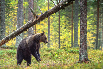 Brown bear standing on his hind legs in the autumn forest among white flowers. Front view. Natural Habitat. Brown bear, scientific name: Ursus arctos. Summer season.