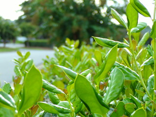 Green Leaf Blurred Wallpaper Concept