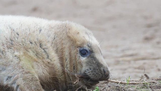 Grey Seal Pup Playing With A Dead Weed. On the Beach Dunes at Donna Nook, Lincolnshire.