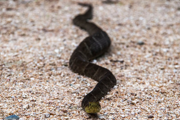 Un serpente nel parco nazionale Podocarpus, Ecuador