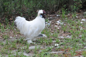 Old Rooster