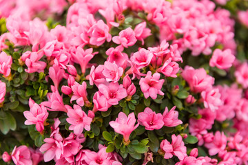 Pink longevity flower - longevity flower, kalanchoe blossfeldiana