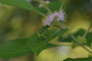 Green bug
