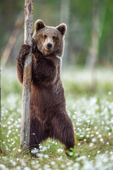Bruine berenwelp die op zijn achterpoten staat in het zomerbos op het moeras tussen witte bloemen. Vooraanzicht. Natuurlijke leefomgeving. Bruine beer, wetenschappelijke naam: Ursus arctos. Zomerseizoen.