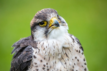Lanner Falcon