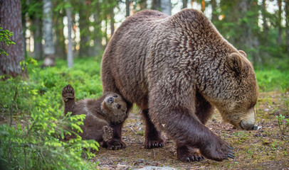 She-bear and cubs in the summer forest. Scientific name: Ursus arctos. Natural  Background. Natural habitat. Summer season.