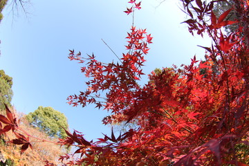 紅葉
