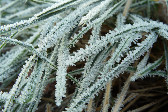 Hoarfrost on the grass.