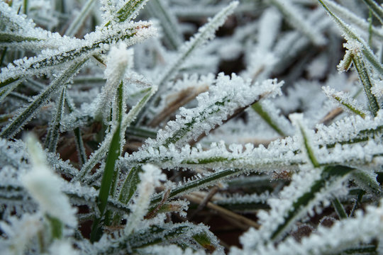 Hoarfrost on the grass.