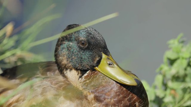 a very close shot of a duck profil with nice details on feathers.mp4