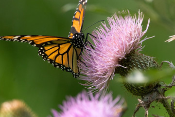 Getting Nectar from a Thistle